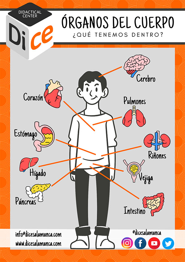 Infografía 407 Los órganos Del Cuerpo Humano Dice Salamanca